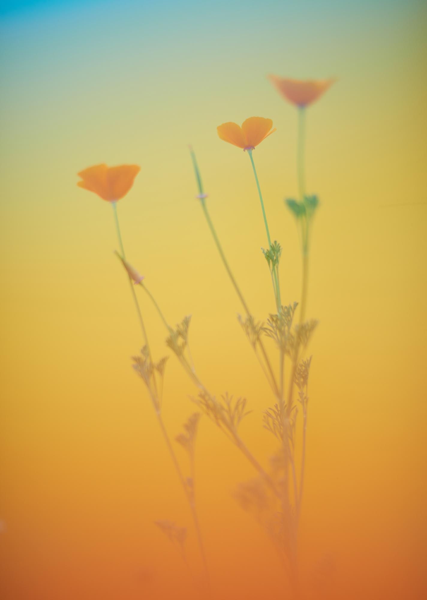 Kai Wiechmann Photography colourful flowers