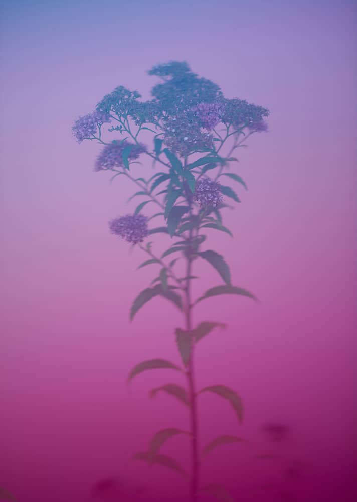 Kai Wiechmann Photography colourful flowers